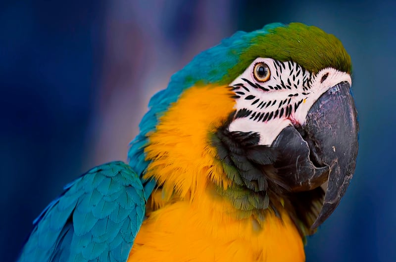 Amazon Rainforest in Brazil