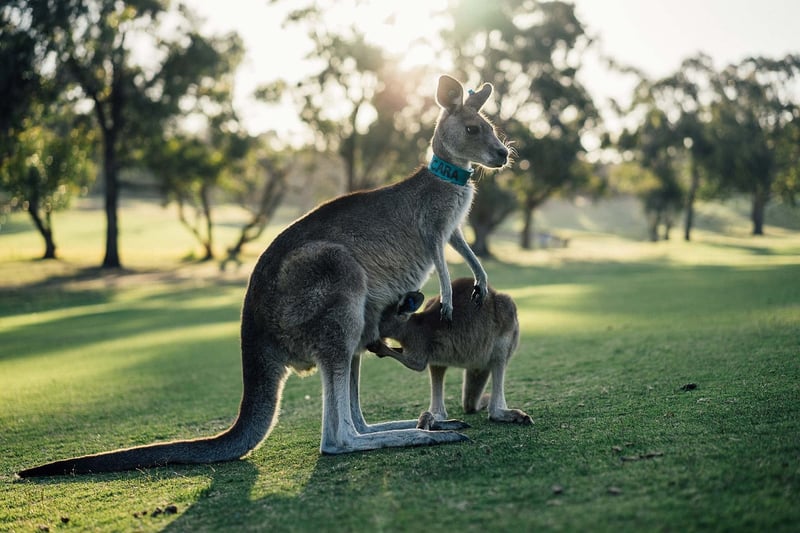 Kangaroo in the Australian Outback