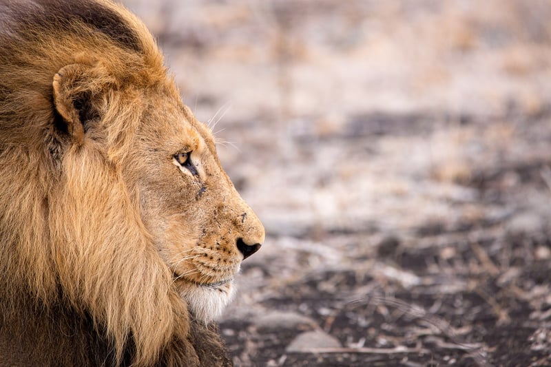 Lion in the African wilderness